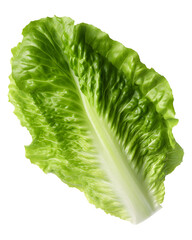 Romaine lettuce isolated on white and transparent background, png - obrazy, fototapety, plakaty