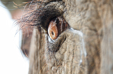 Elephant eye 