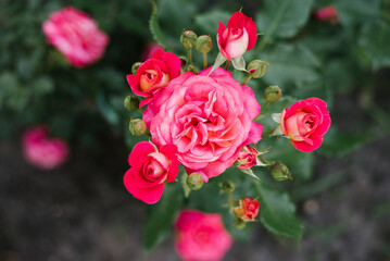 Pink rose flower in the garden in summer