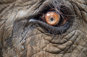 Elephant tear