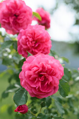 Pink climbing rose grows in the garden in summer