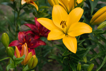 Fototapeta na wymiar Yellow flowers of Asiatic Hybrids Lilium in summer in the garden