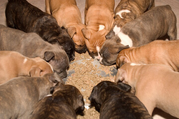 american staffordshire terrier