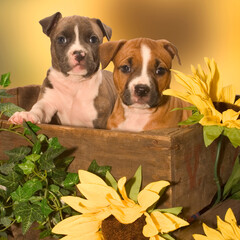 american staffordshire terrier
