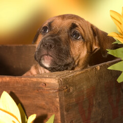 american staffordshire terrier