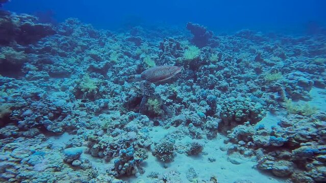 4k video of a Hawksbill Sea Turtle (Eretmochelys imbricata) in the Red Sea, Egypt