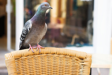 A pigeon on a chair, begging.  Shallow D.O.F.  Copy space.