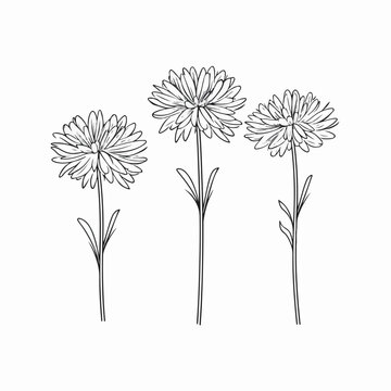 Lovely Aster Illustrations In Outline Style, Suitable For Wedding Invitations.