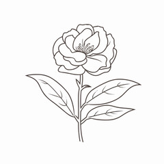 Simple and elegant camellia illustrations in vector format, suitable for branding.