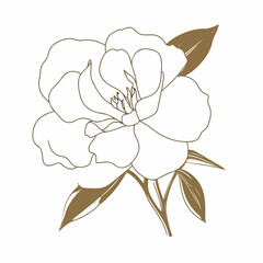 Chic and stylish camellia illustrations in outline style, perfect for fashion-related designs. - obrazy, fototapety, plakaty