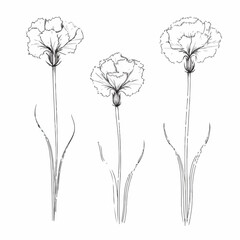 Stylish carnation illustrations in various poses, perfect for fashion-related designs.