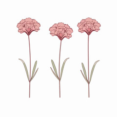 Expressive carnation illustrations capturing the charm and sentiment of these flowers.