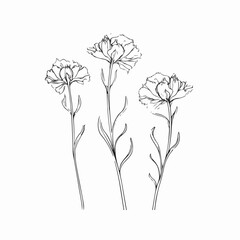 Chic and stylish carnation illustrations in outline style, perfect for fashion-related designs.