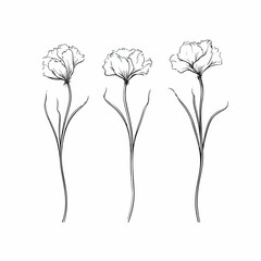 Minimalist carnation illustrations, focusing on the essence of their unique form.