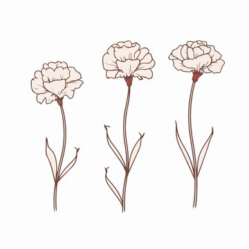 Carnation Outline Images – Browse 2,409 Stock Photos, Vectors, and