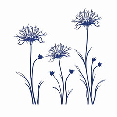 Whimsical cornflower illustration with a hand-drawn feel.