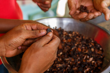 Cleaning roasted cocoa beans from the shell. Authentic chocolate production. Dominican Republic.