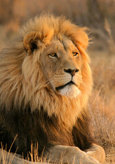 Plakat Portrait of a big male lion, South Africa