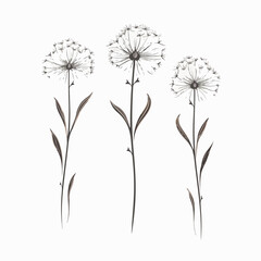 Delicate dandelion outline illustration.