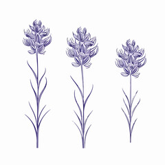 Fototapeta premium Contemporary vector illustration of a hyacinth.