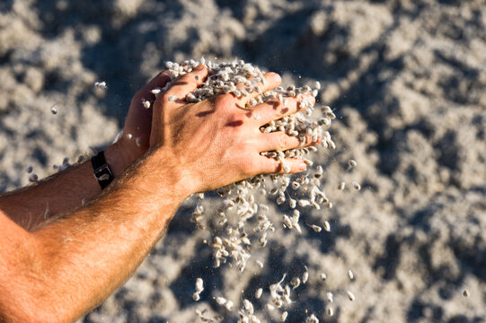 Hands in a pile of raw cotton at an organic cotton farm in California