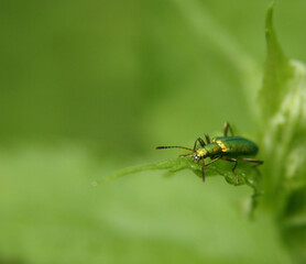 A green Japanese beetle