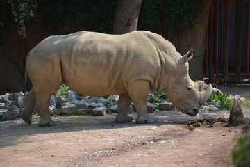 Fototapeta premium Rinoceronte bianco