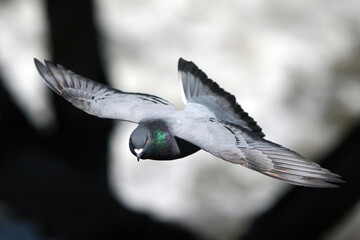 Pigeon over the ocean