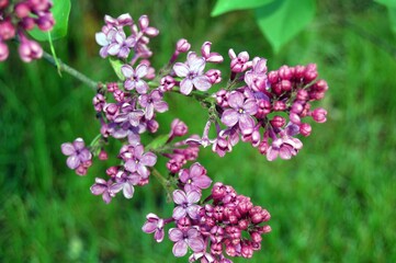 Fototapeta premium spring blossoms