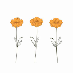 Graceful marigold illustration rendered in vector.