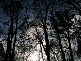 Fototapeta na wymiar Beams through trees