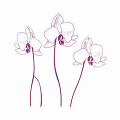Stylish orchid vector artwork suitable for various designs.