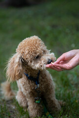 Portrait of a cute caramel mini poodle on a green background. Portrait of a cute caramel mini poodle on a green background. The owner feeds the dog from her hand.