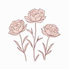 Elegant outline of a peony rendered in vector.