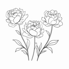 Beautifully detailed vector illustration of a peony blossom.