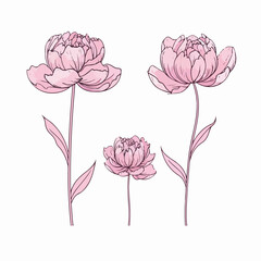 Detailed vector illustration of an elegant peony blossom.