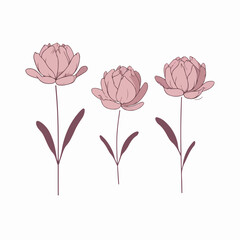 Fine-drawn peony outline illustration for various projects.
