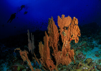 Orange-coloured gorgonians stand out on the reef seabed, with divers in the distance.