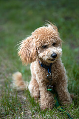 Portrait of a cute caramel mini poodle on a green background.