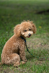 Portrait of a cute caramel mini poodle on a green background.
