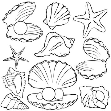 painted shells, set