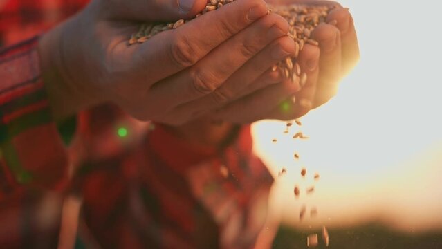 agriculture. farmer hands close-up with barley wheat grain. agriculture business concept. farmer holding grain for sowing in the field at sunset close-up for sowing crop lifestyle in agricultural