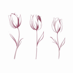 Detailed tulip illustration in black and white.