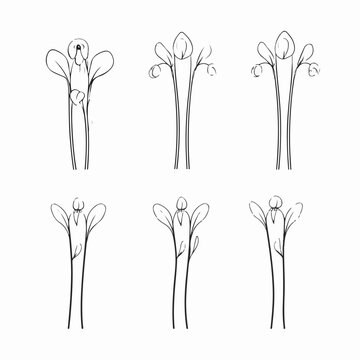 Captivating Snowdrop Outline Illustration For Design Projects.