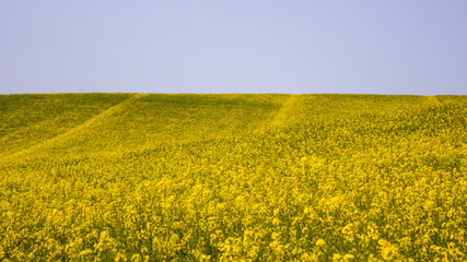 Summer landscape. Yellow-green field of blooming rapeseed against the blue sky.