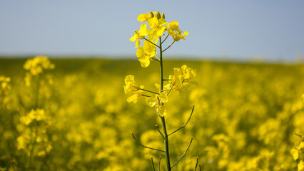 Bright yellow rapeseed flower on a blurred background of a rapeseed field. A barely noticeable insect flies up to the flower.