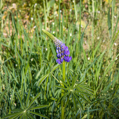 Summer background. Blue wild lupine flower.