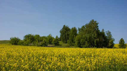 Summer landscape. An island of green trees in a yellow field of blooming rapeseed.