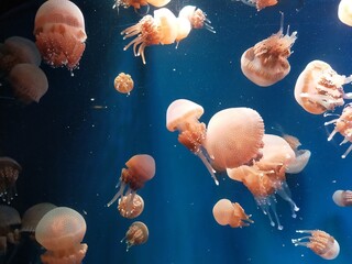 jellyfish in aquarium © Eliyana
