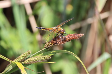 Broad Bodied Chaser Female (libellula depresso)